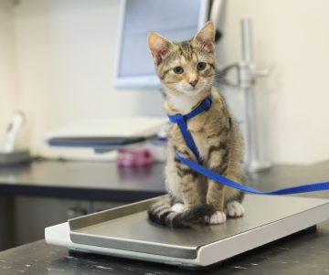 cats’ veterinary clinics