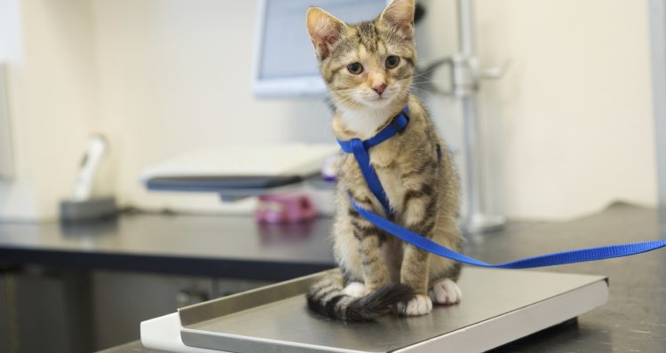 cats’ veterinary clinics