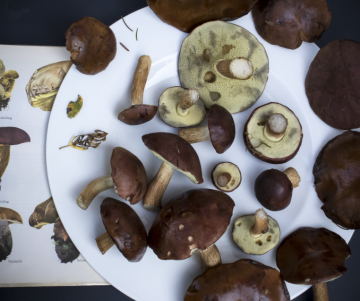 medicinal mushrooms NZ