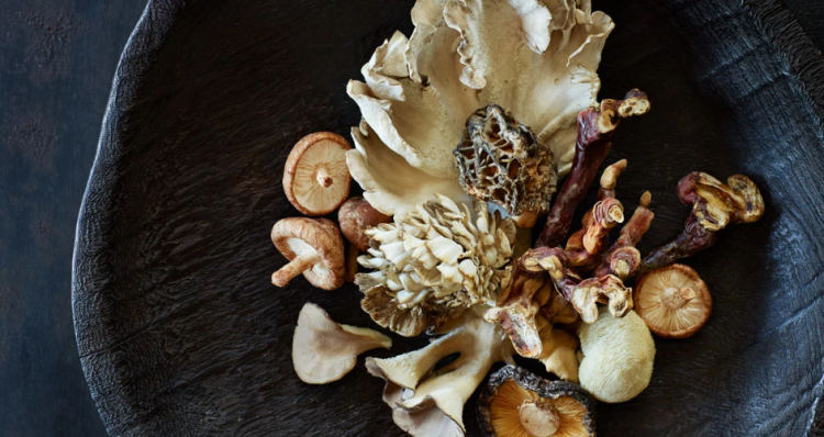 medicinal mushrooms from NZ