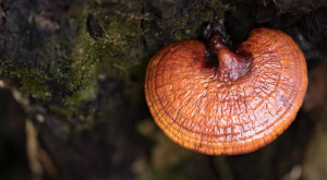 medicinal mushrooms from NZ